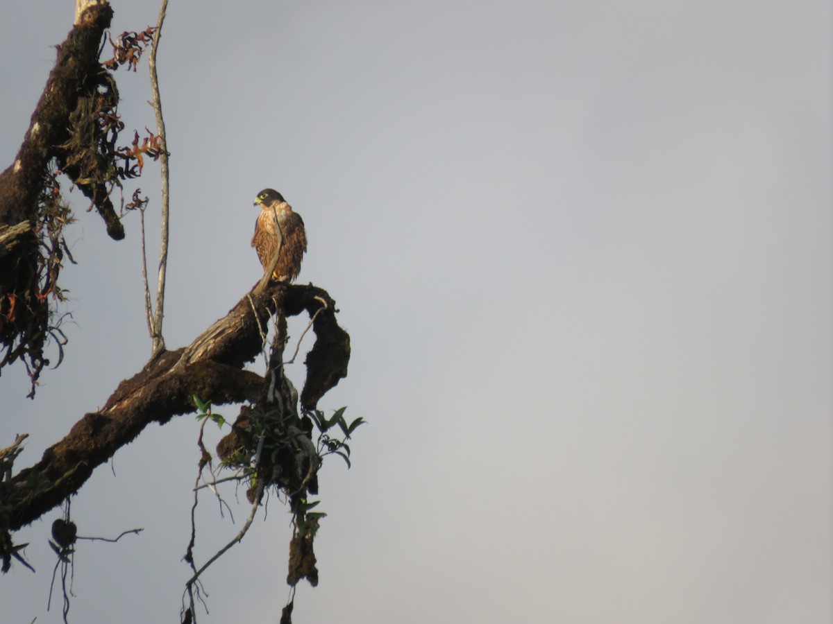 Peregrine Falcon (Shaheen) - ML392864261