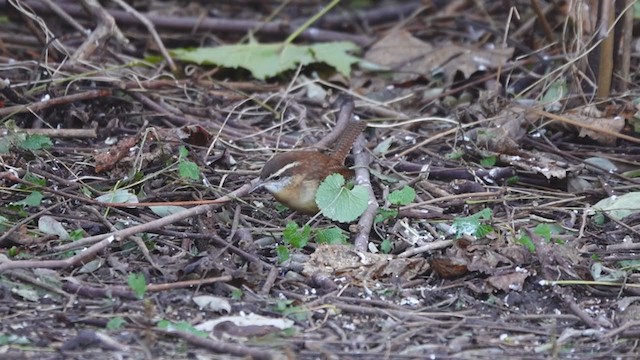 Carolina Wren - ML392865061