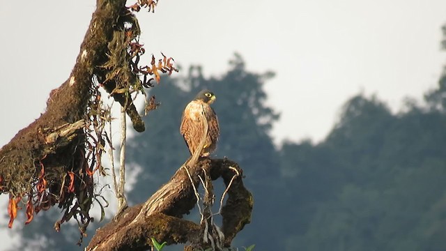 Peregrine Falcon (Shaheen) - ML392865071