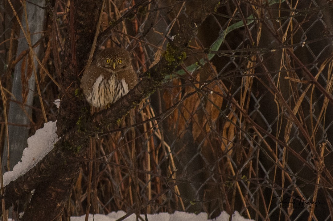 Northern Pygmy-Owl - ML392865991