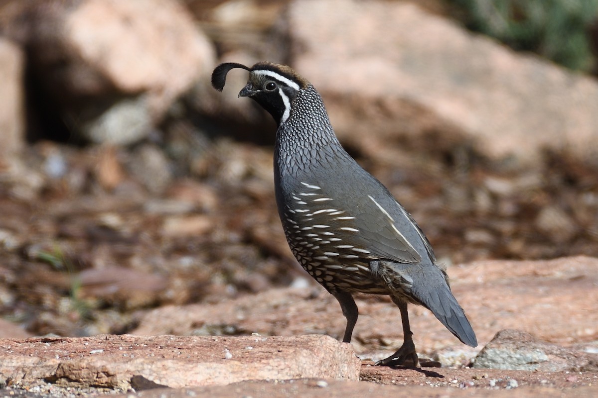 California Quail - ML392866981