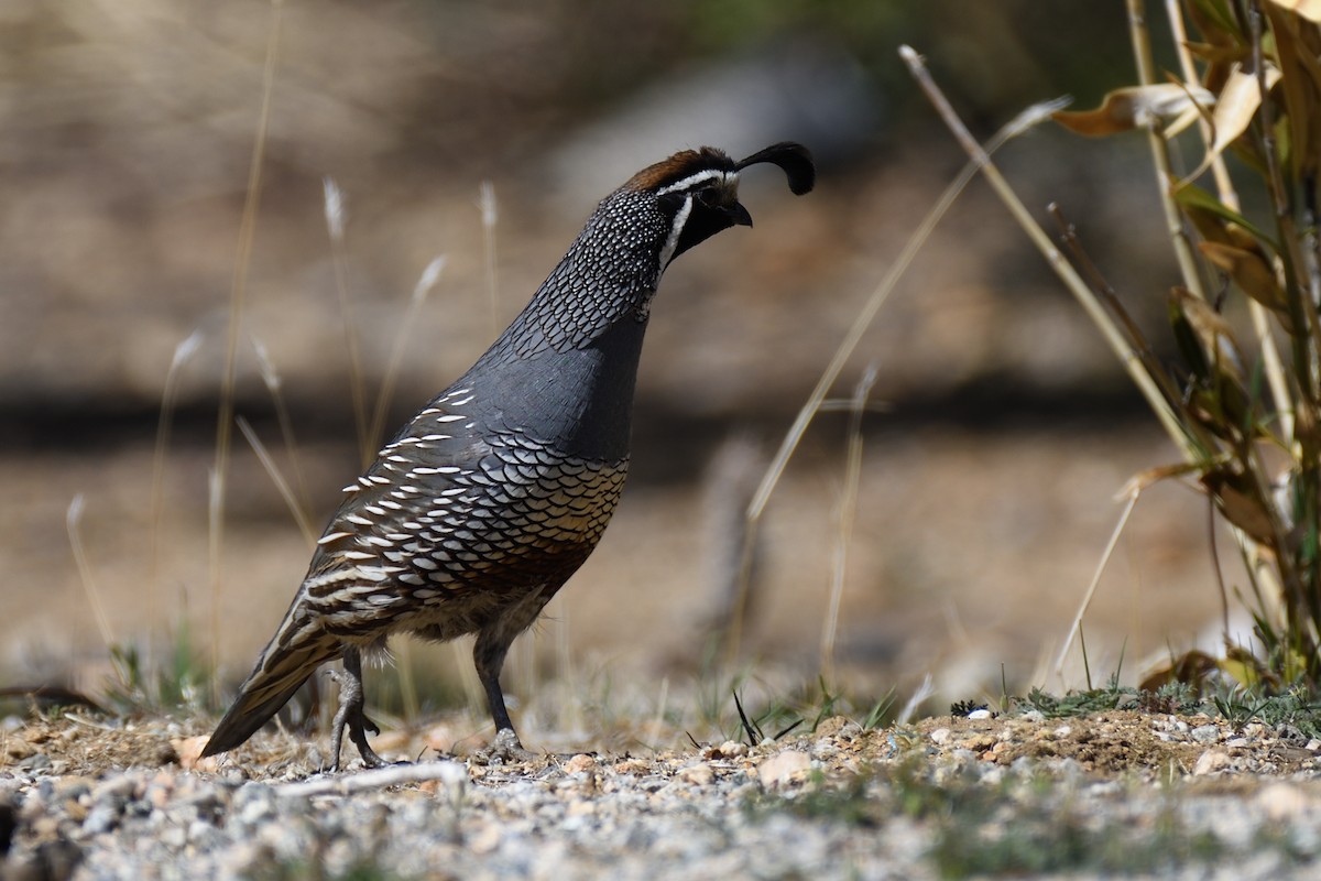 California Quail - ML392866991