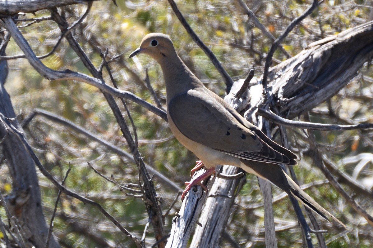 Mourning Dove - ML392867191