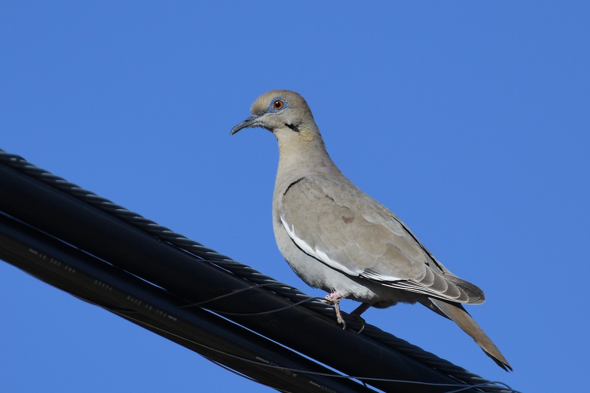 White-winged Dove - ML392867221