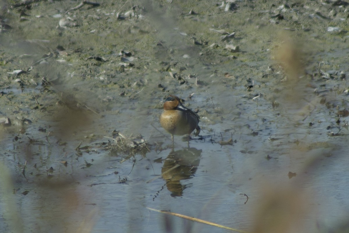 Green-winged Teal - ML392867321