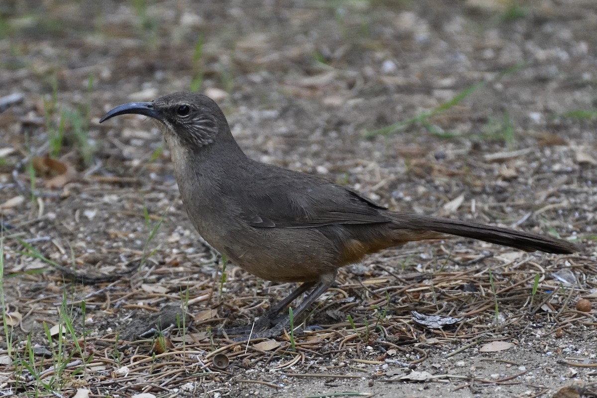 California Thrasher - ML392867331