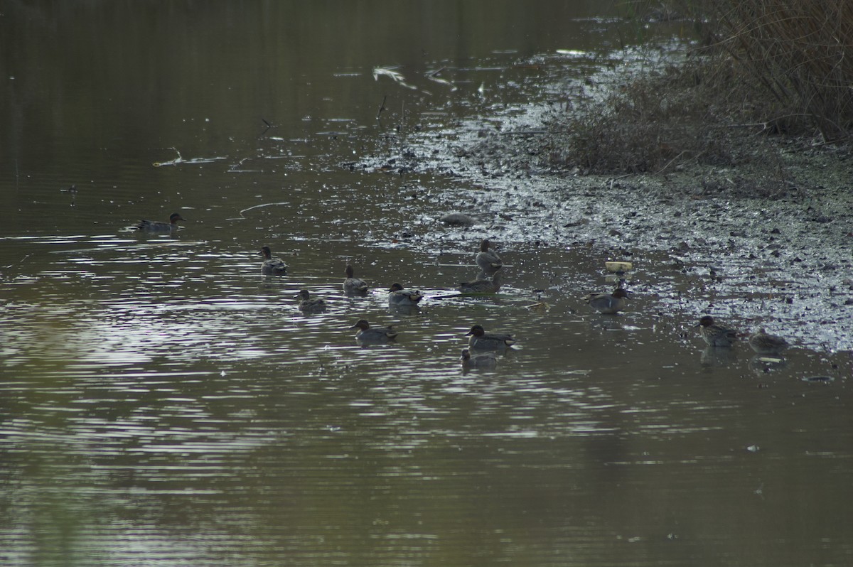 Green-winged Teal - ML392867341