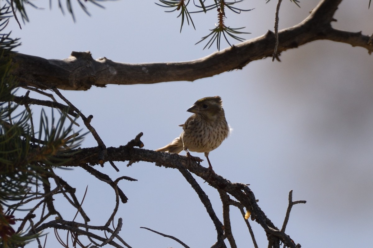 Cassin's Finch - ML392867371