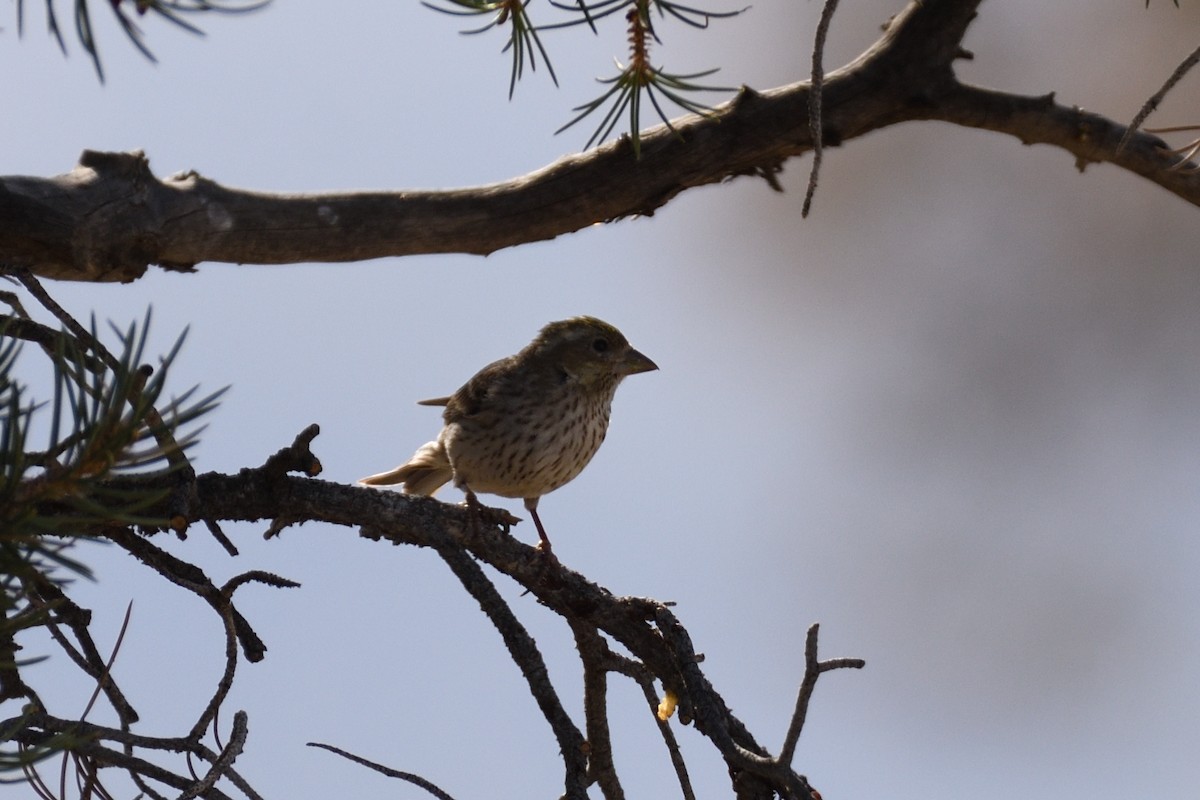 Cassin's Finch - ML392867381