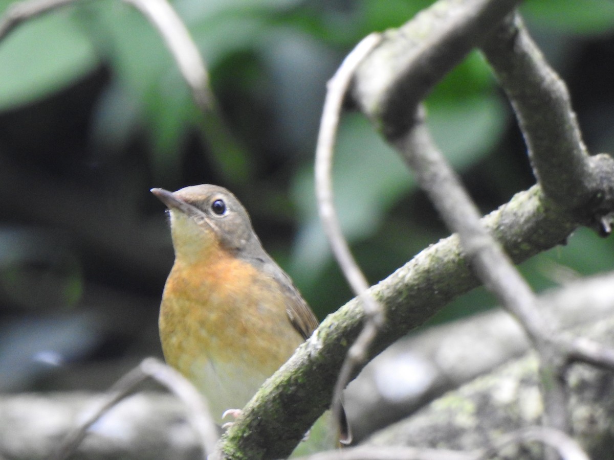 Indian Blue Robin - KARTHIKEYAN R