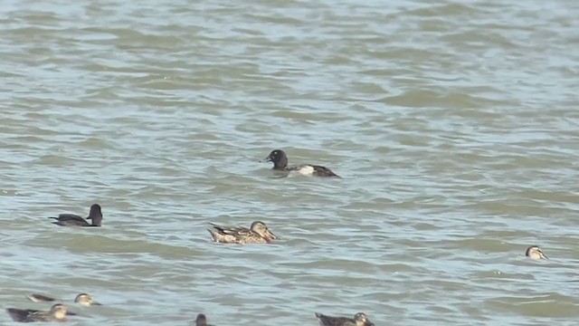 Greater Scaup - ML392867971