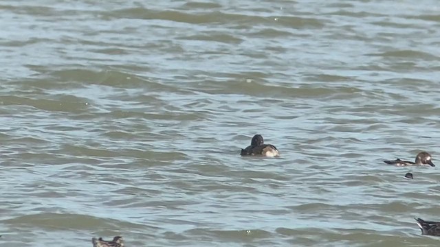 Greater Scaup - ML392868031