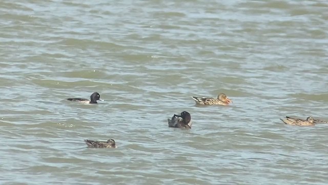 Greater Scaup - ML392868061