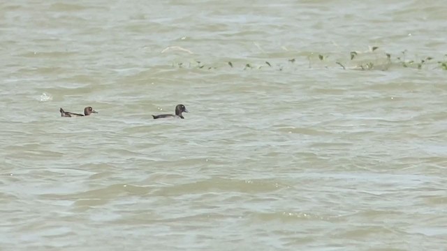 Greater Scaup - ML392868301