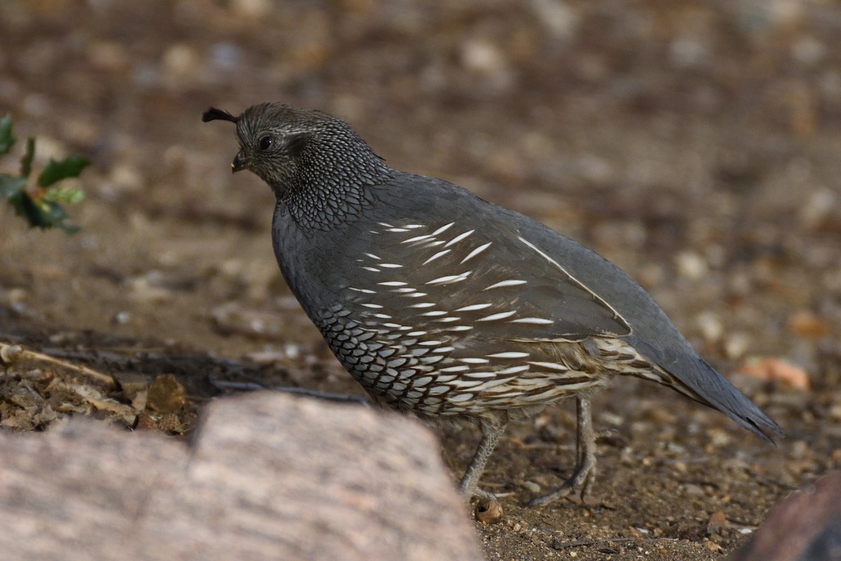California Quail - ML392868841