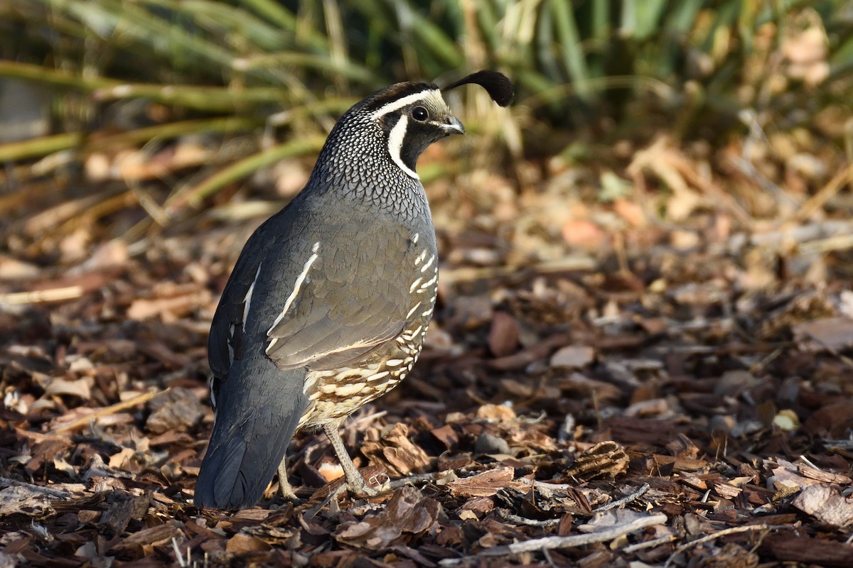 California Quail - ML392868851
