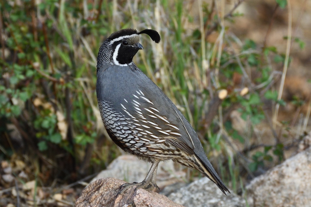 California Quail - ML392868861