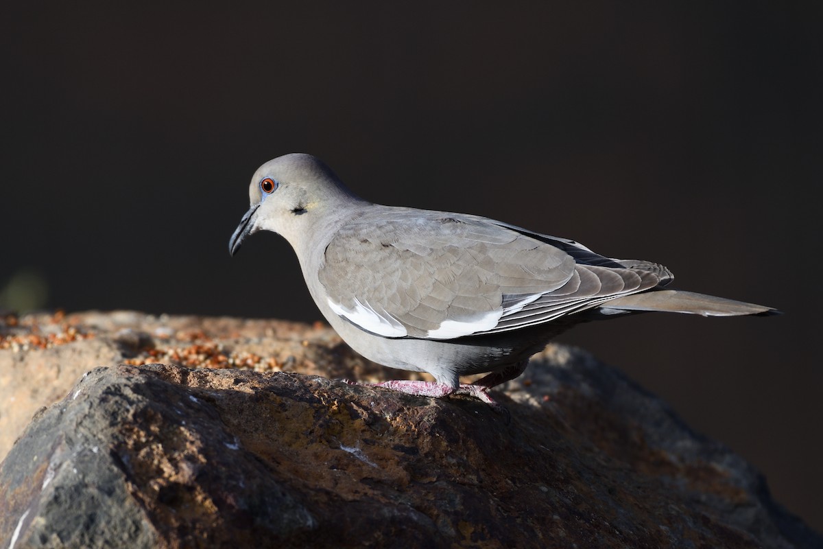 White-winged Dove - ML392868991