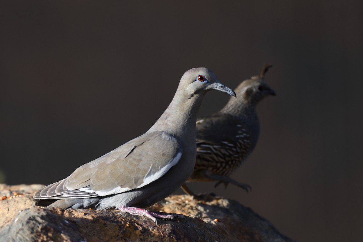 White-winged Dove - ML392869021