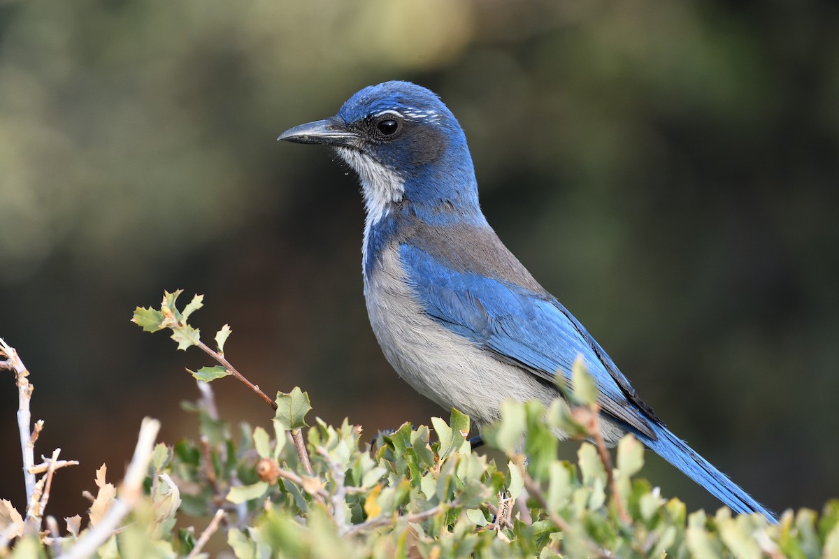 California Scrub-Jay - ML392869171