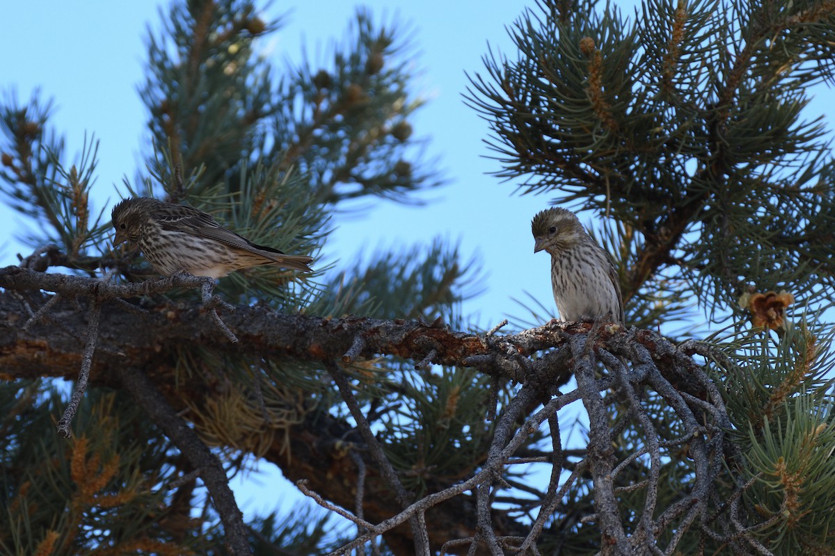 Cassin's Finch - ML392869231