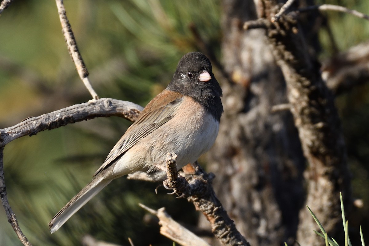 Dark-eyed Junco - ML392869241