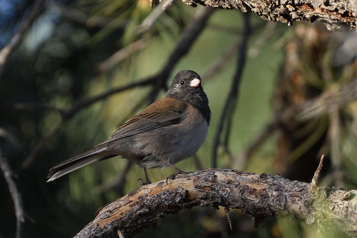 Dark-eyed Junco - ML392869251