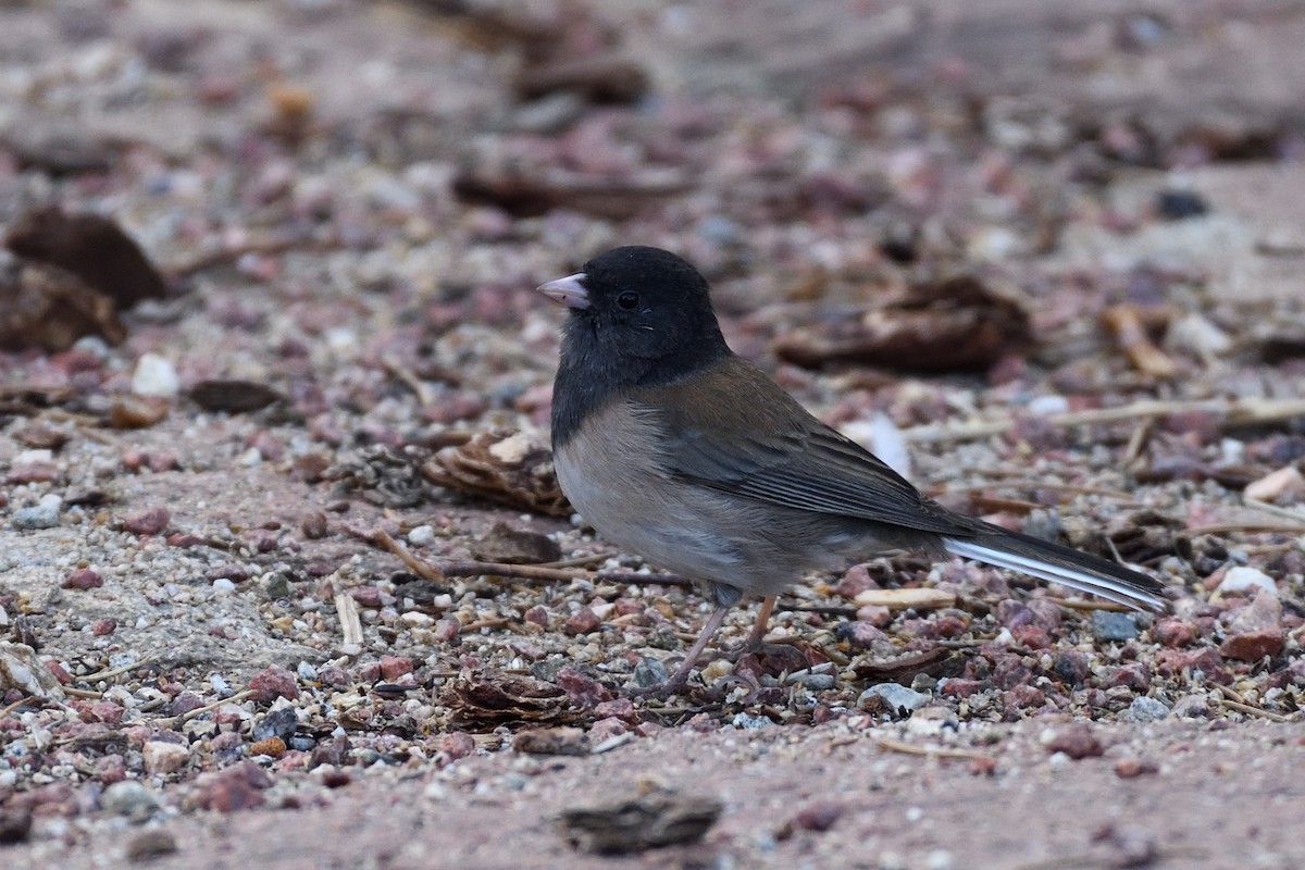 Dark-eyed Junco - ML392869261