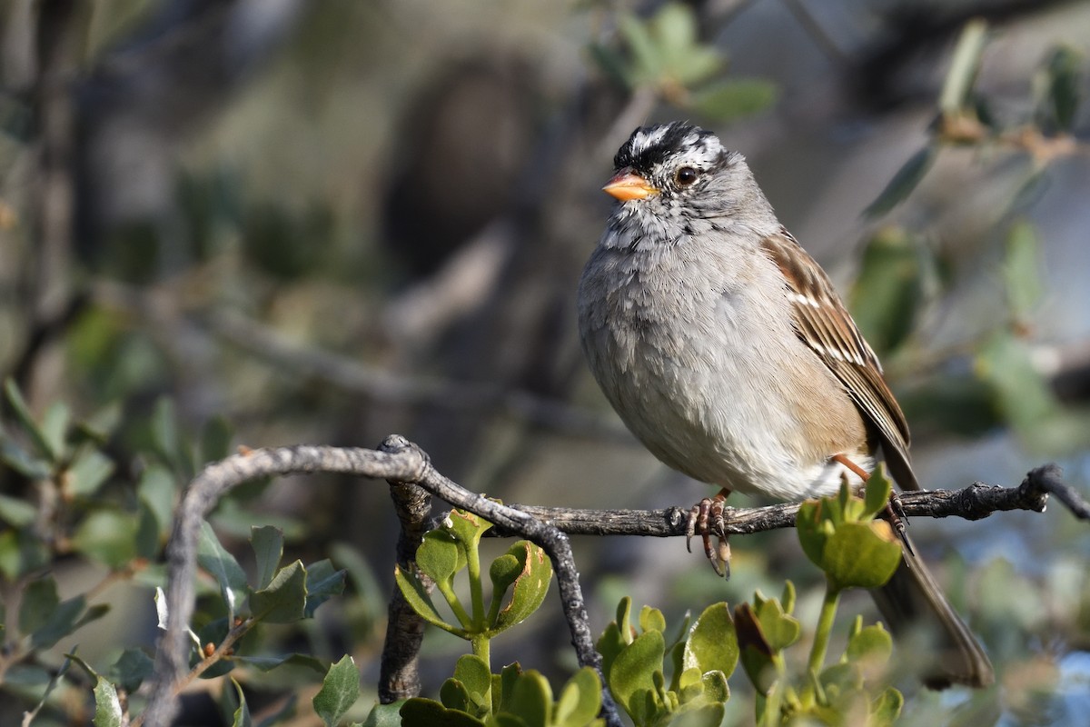 White-crowned Sparrow - ML392869301