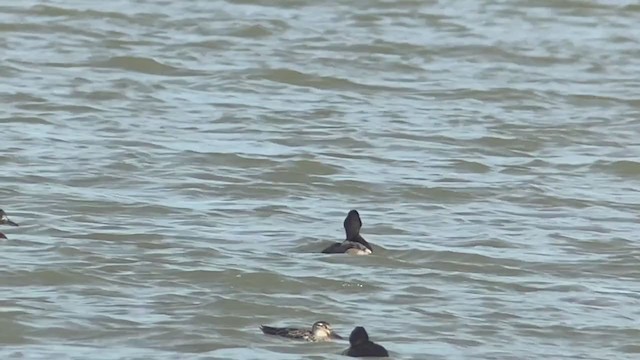 Greater Scaup - ML392869501