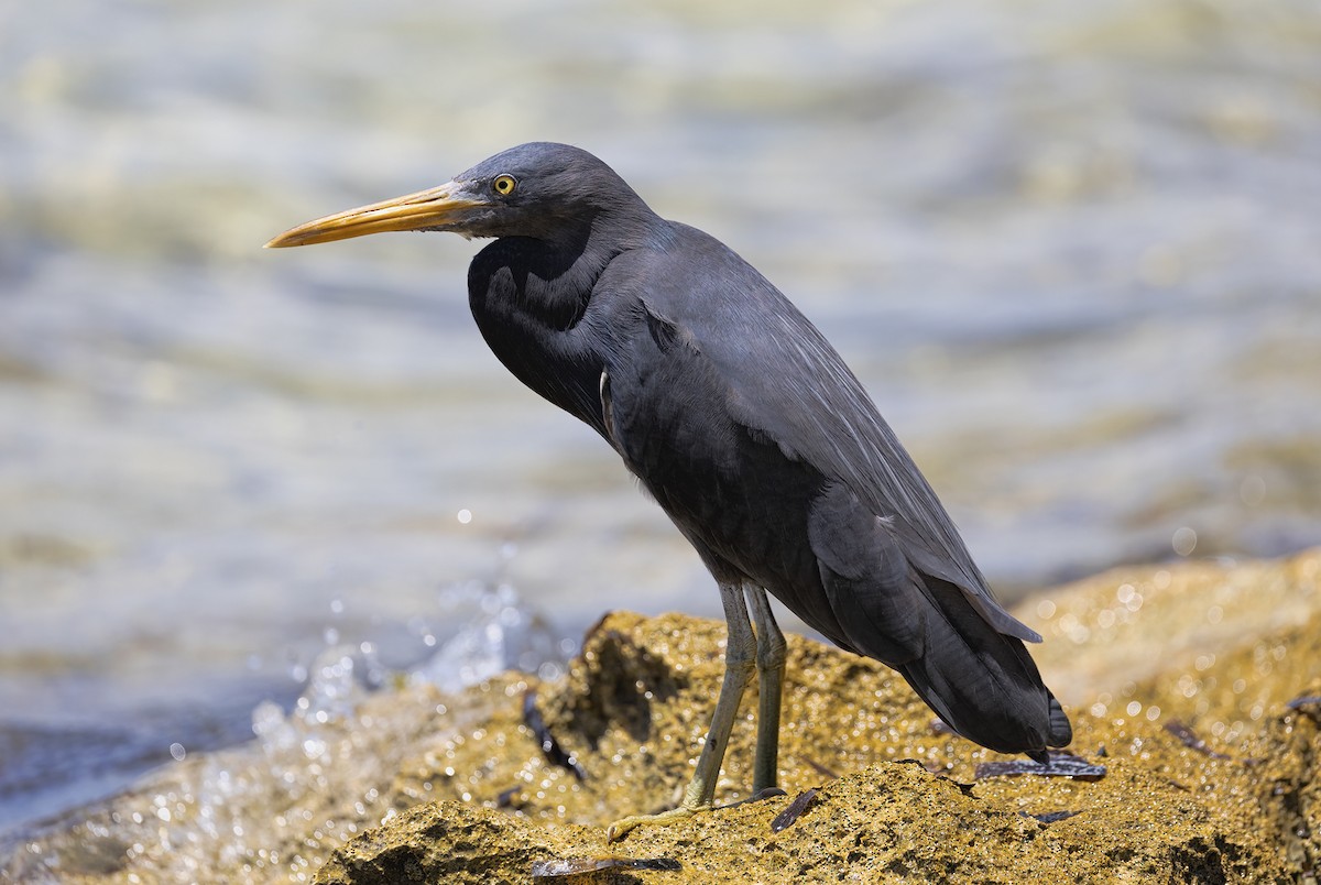 Pacific Reef-Heron - Jill Duncan &  Ken Bissett