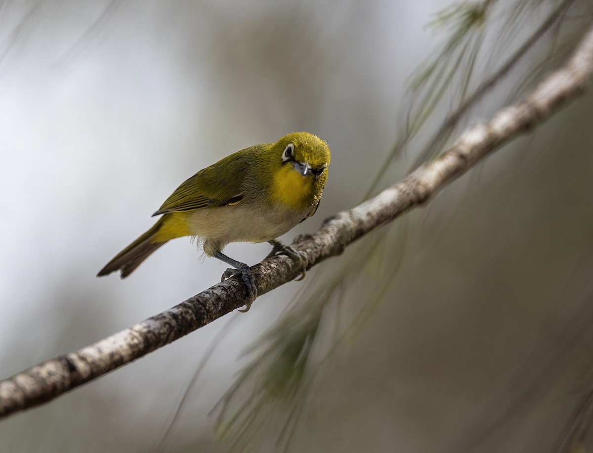 Ashy-bellied White-eye - ML392871181