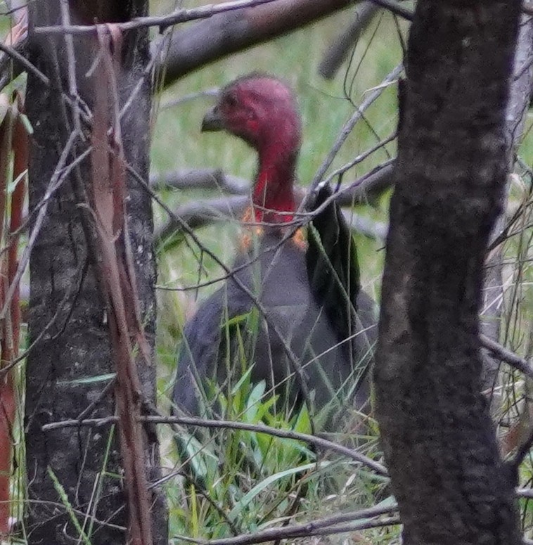 Australian Brushturkey - Michael Kearns