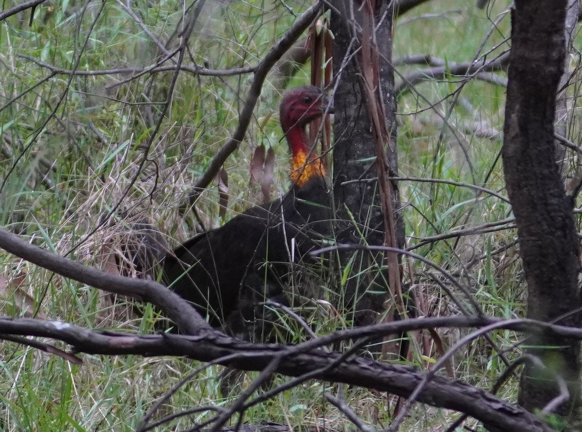 Australian Brushturkey - ML392871221