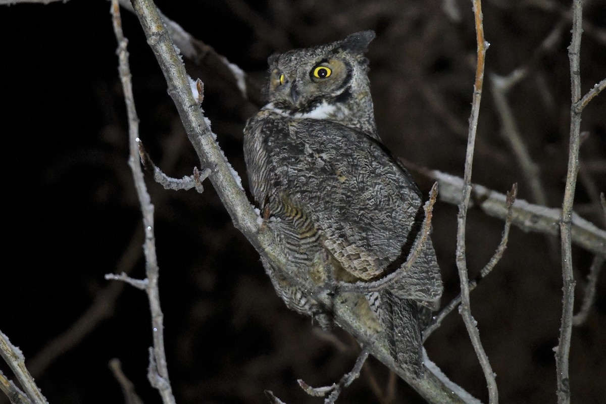 Great Horned Owl - Timothy Piranian
