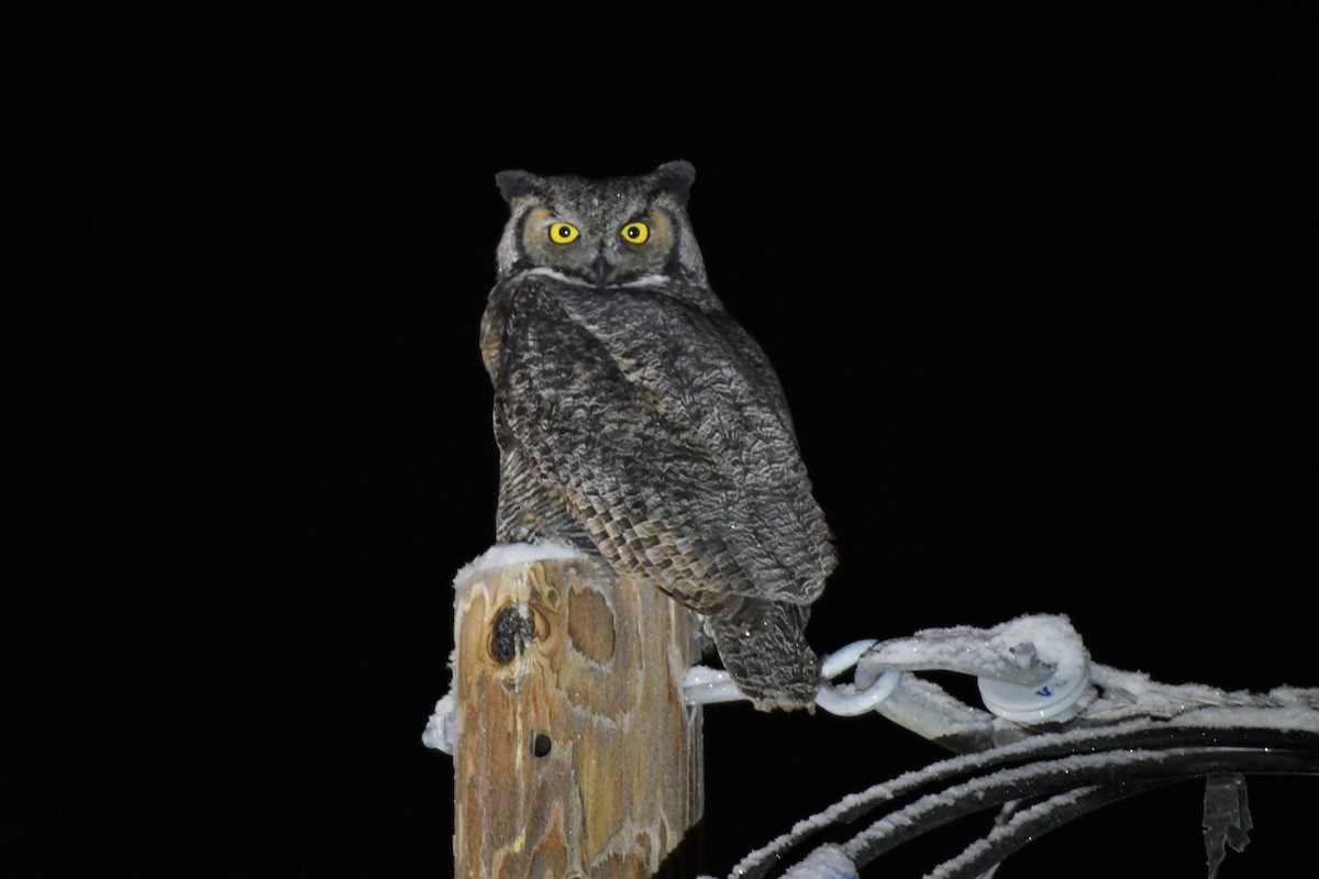 Great Horned Owl - ML392871671