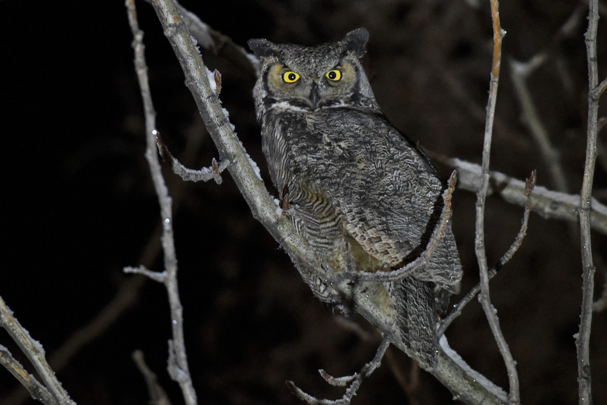 Great Horned Owl - ML392871681