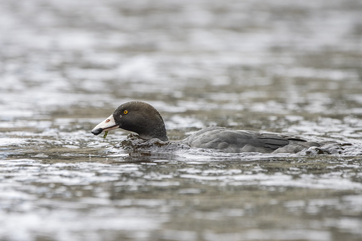 Blue Duck - ML392872501