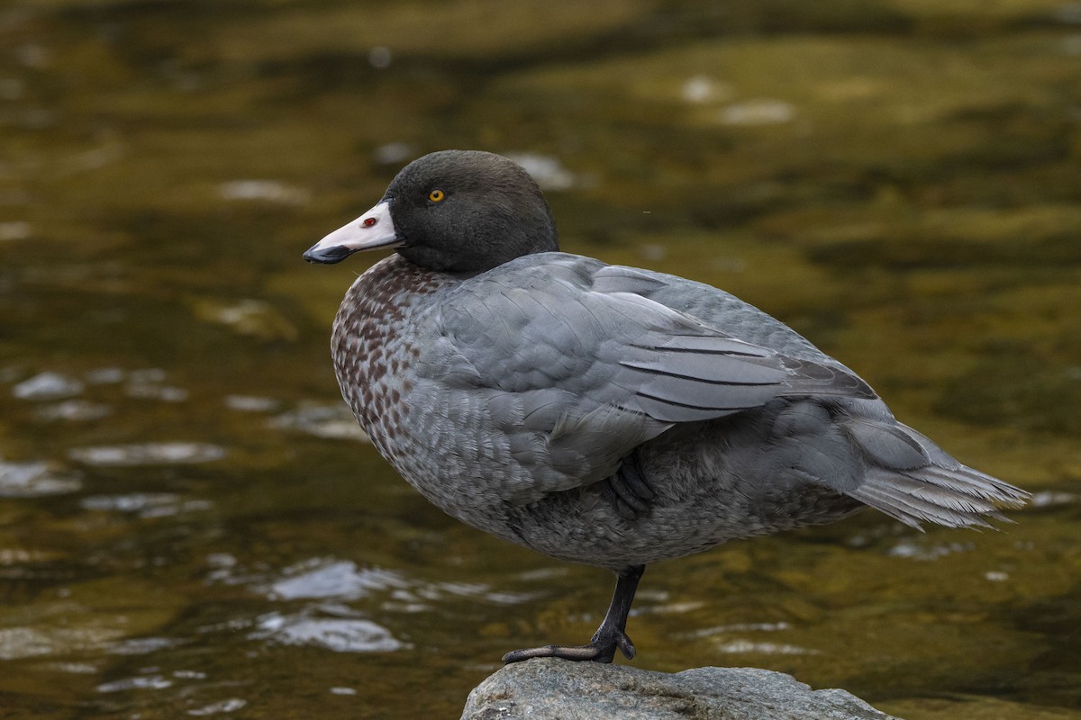 Blue Duck - ML392872511