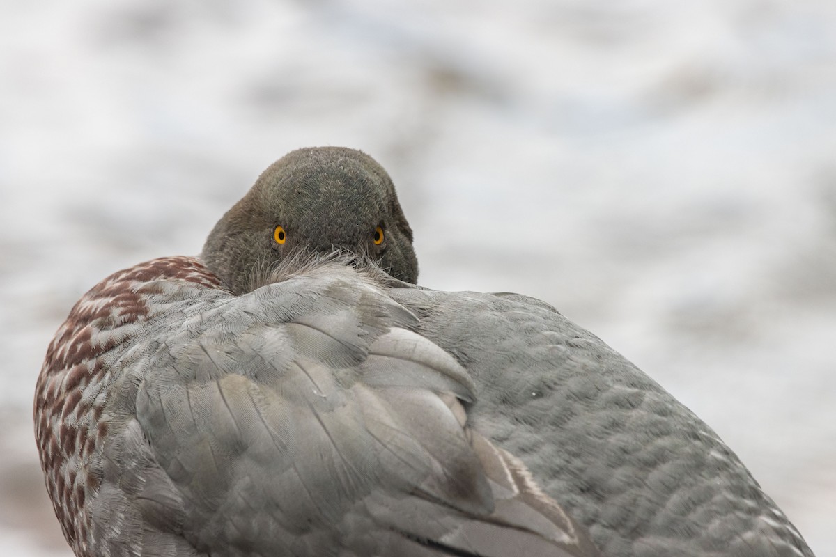 Blue Duck - ML392872521