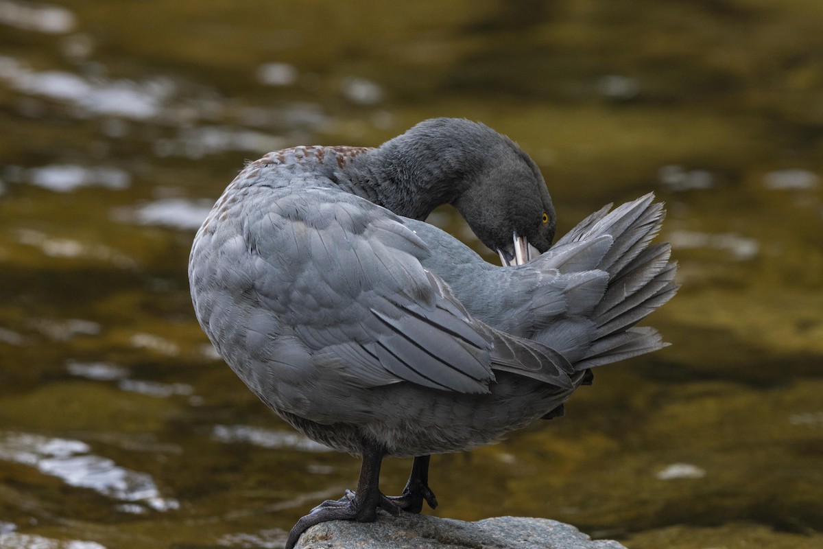 Blue Duck - ML392872531