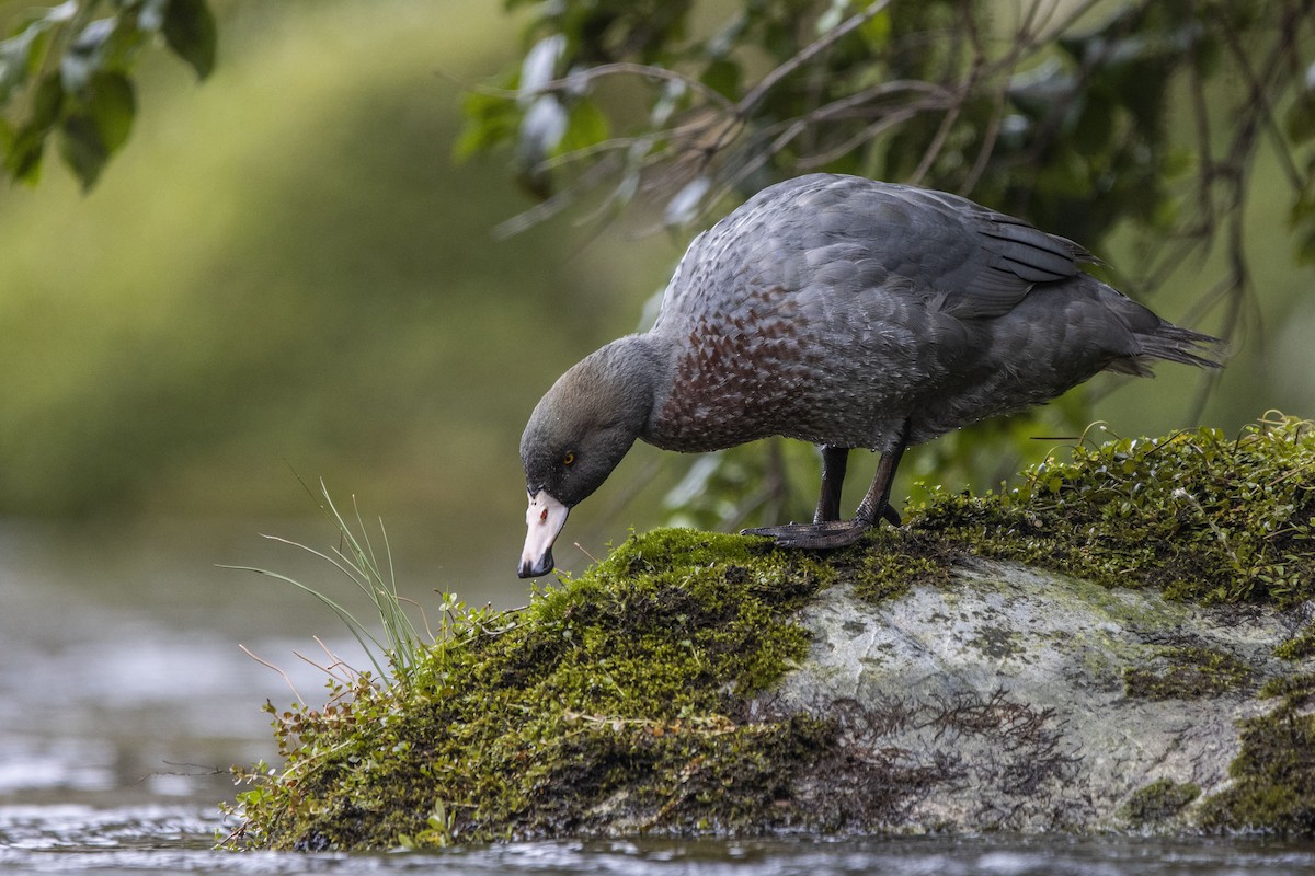 Pato Azul - ML392872571