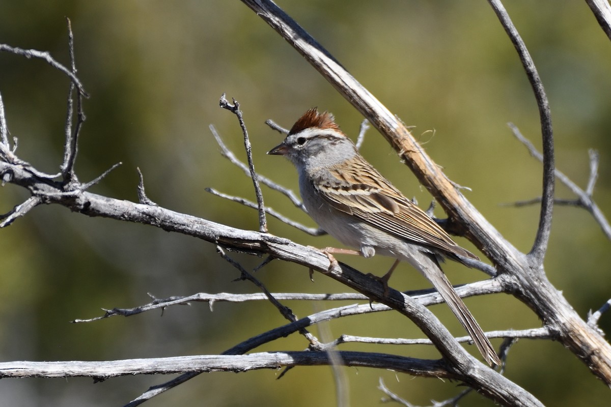 Chipping Sparrow - ML392872591