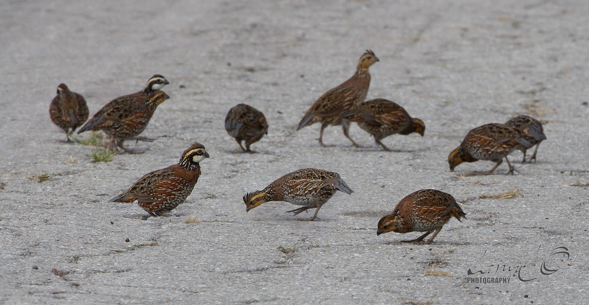 Northern Bobwhite - Sig Olsen