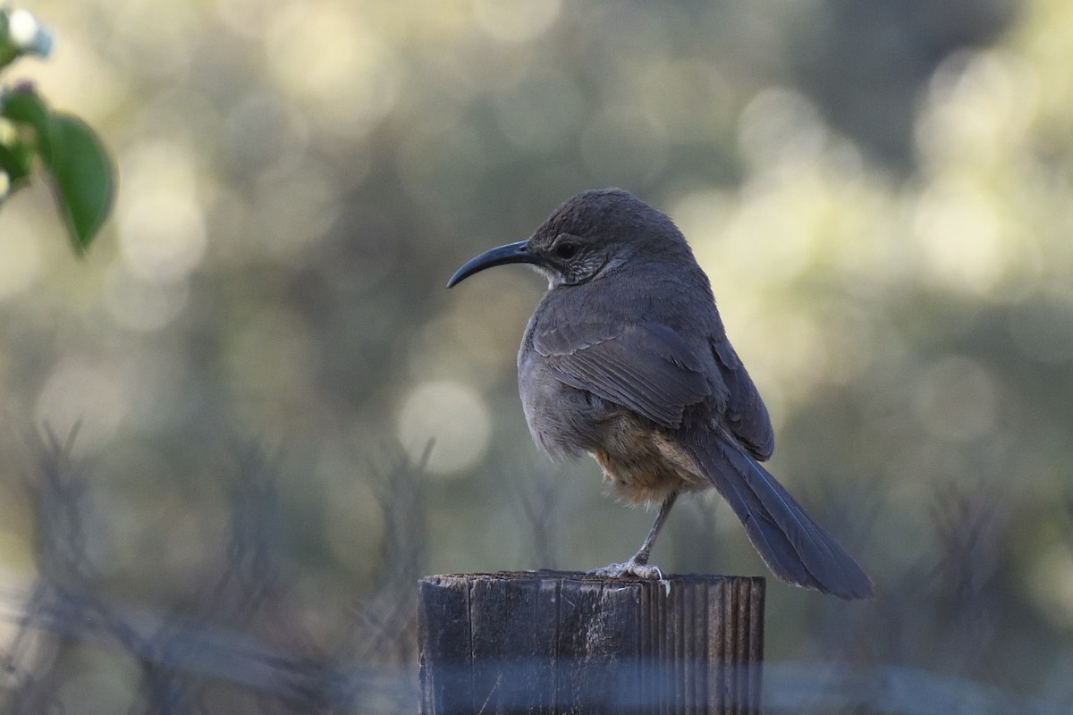 California Thrasher - ML392872631
