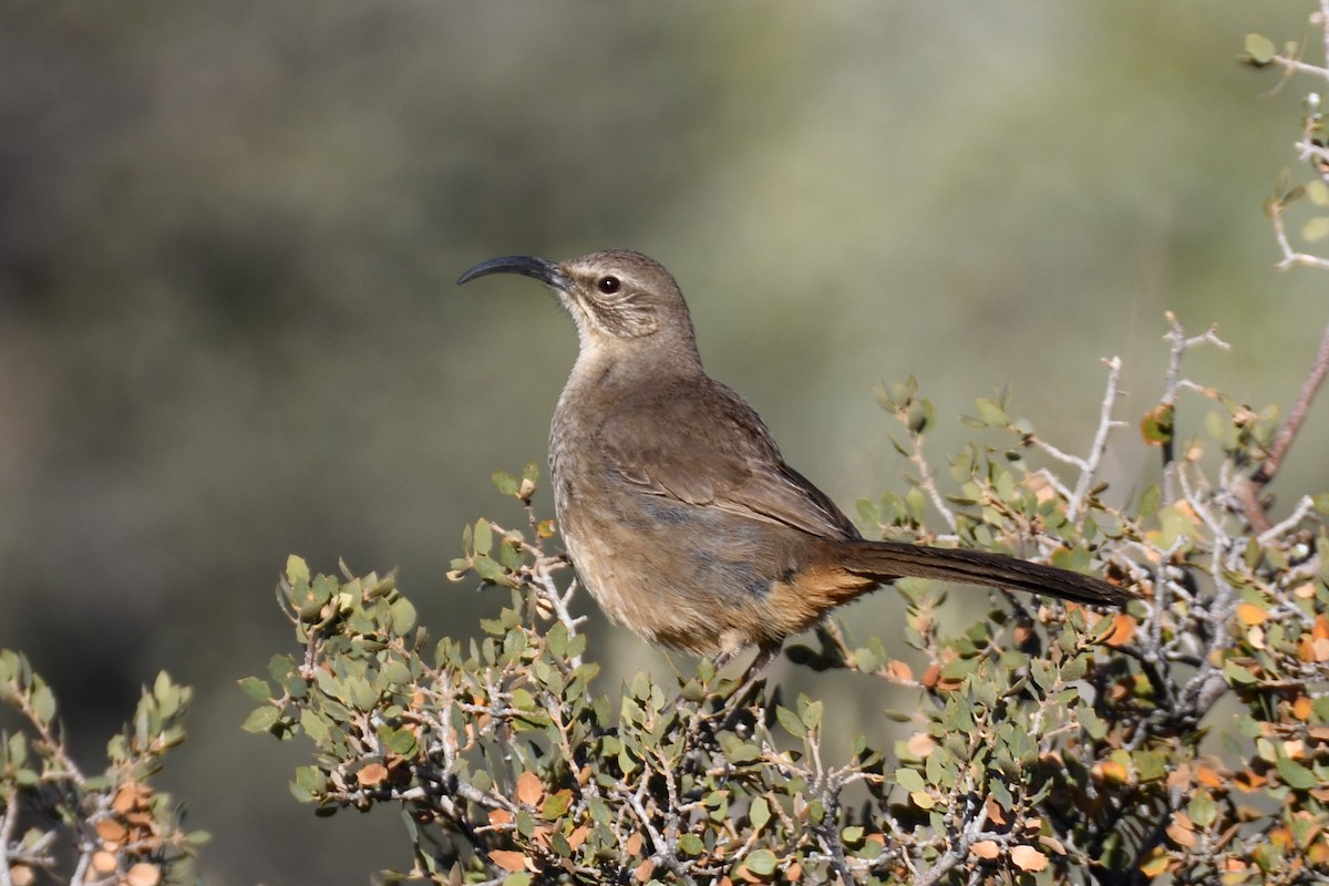 California Thrasher - ML392872641