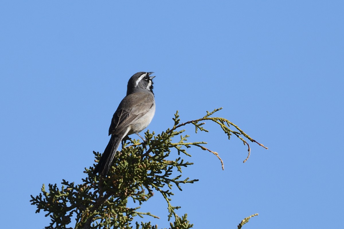 Black-throated Sparrow - ML392872681