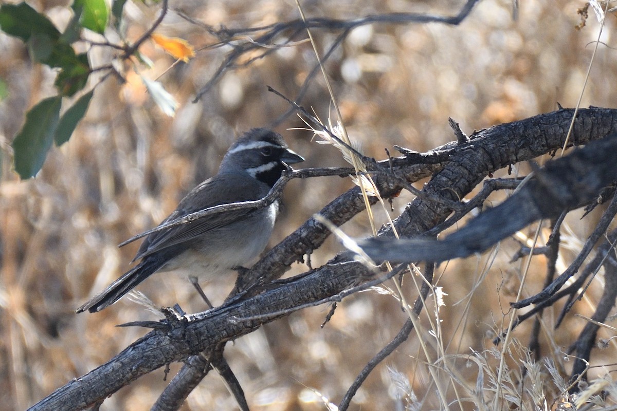 Black-throated Sparrow - ML392872691