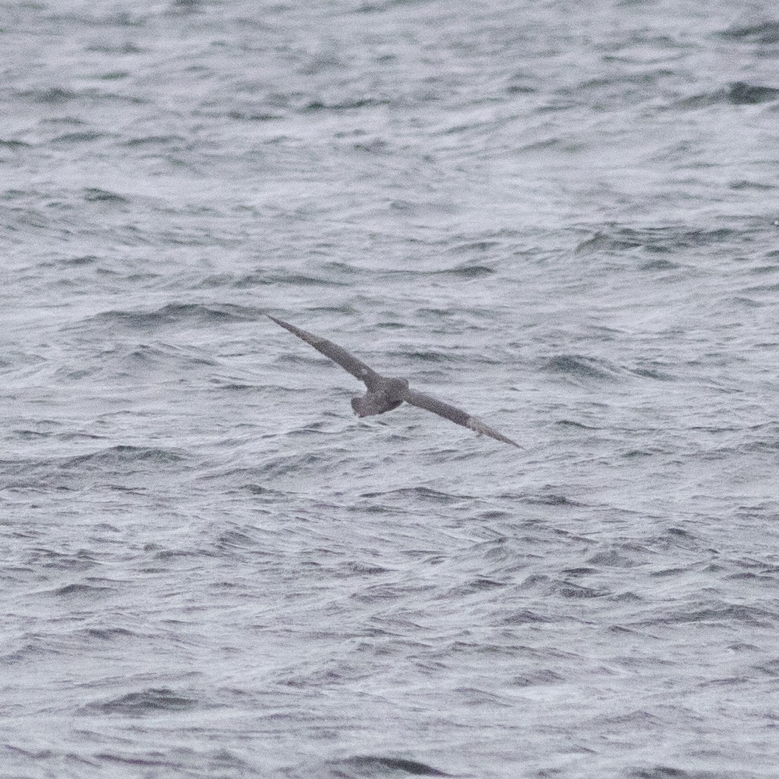 Fulmar boréal - ML392872841