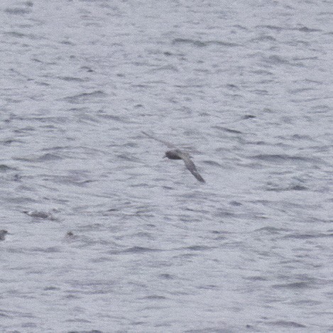 Northern Fulmar - ML392872851